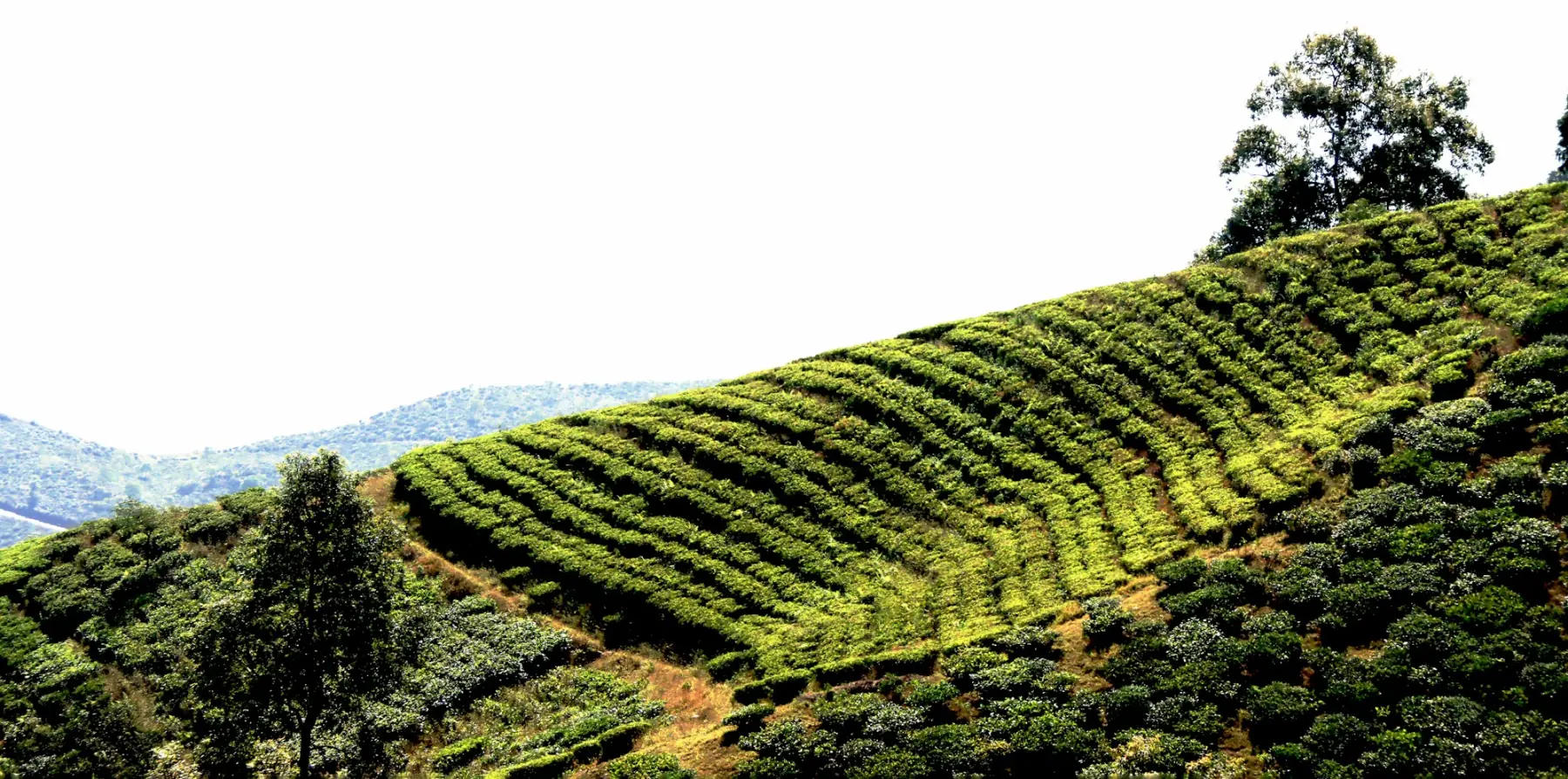 Tea terraces on the hills of Darjeeling