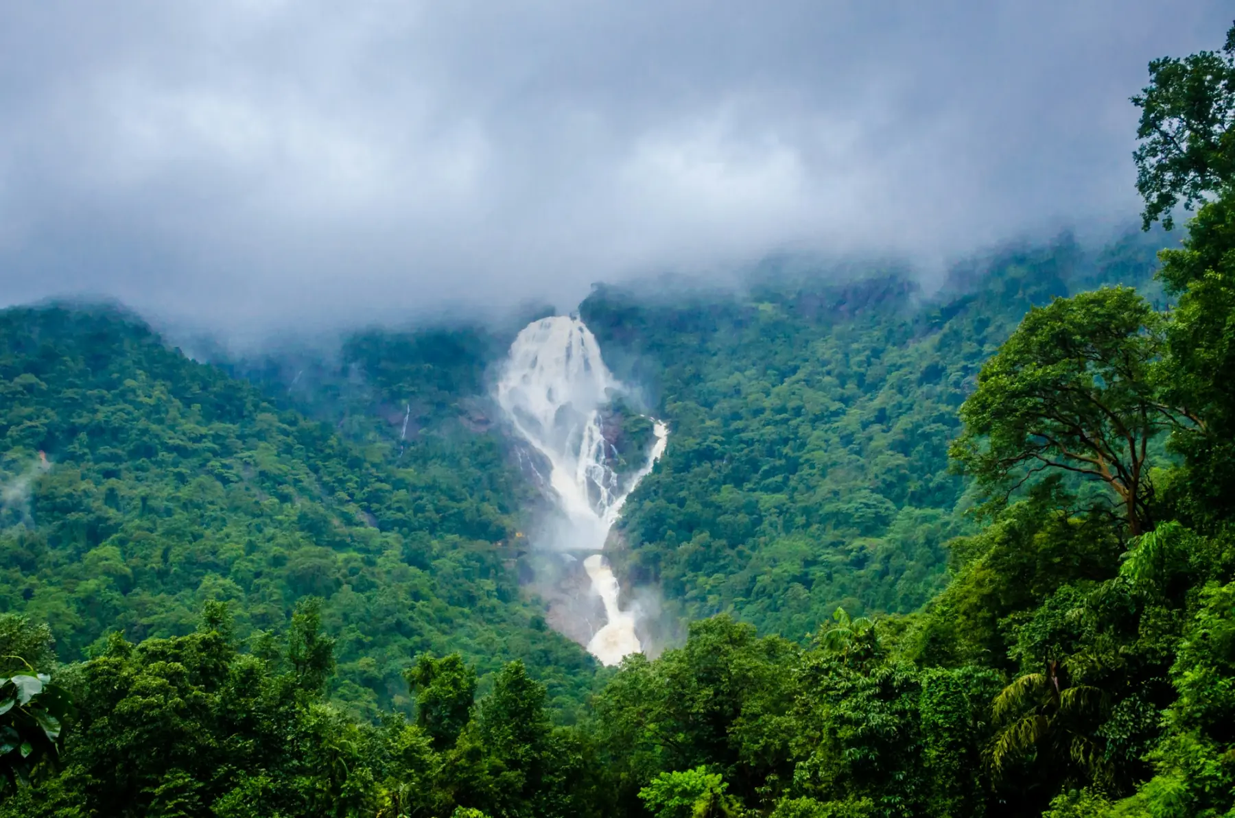 Dudhsagar Falls in the monsoon forest