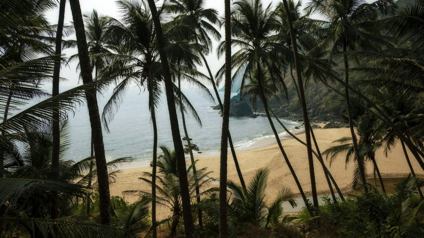 Palms over a quiet cove in Goa