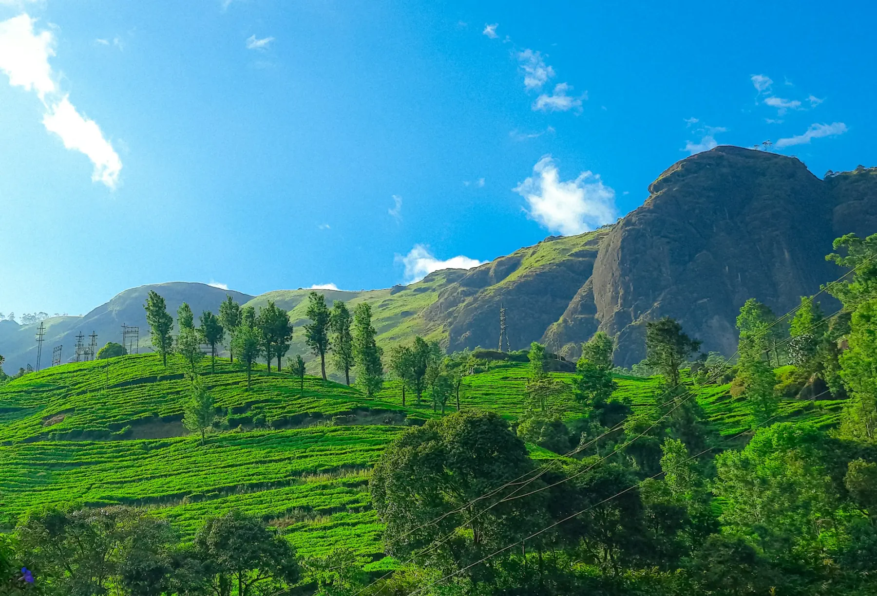 Tea gardens on the hills of Munnar