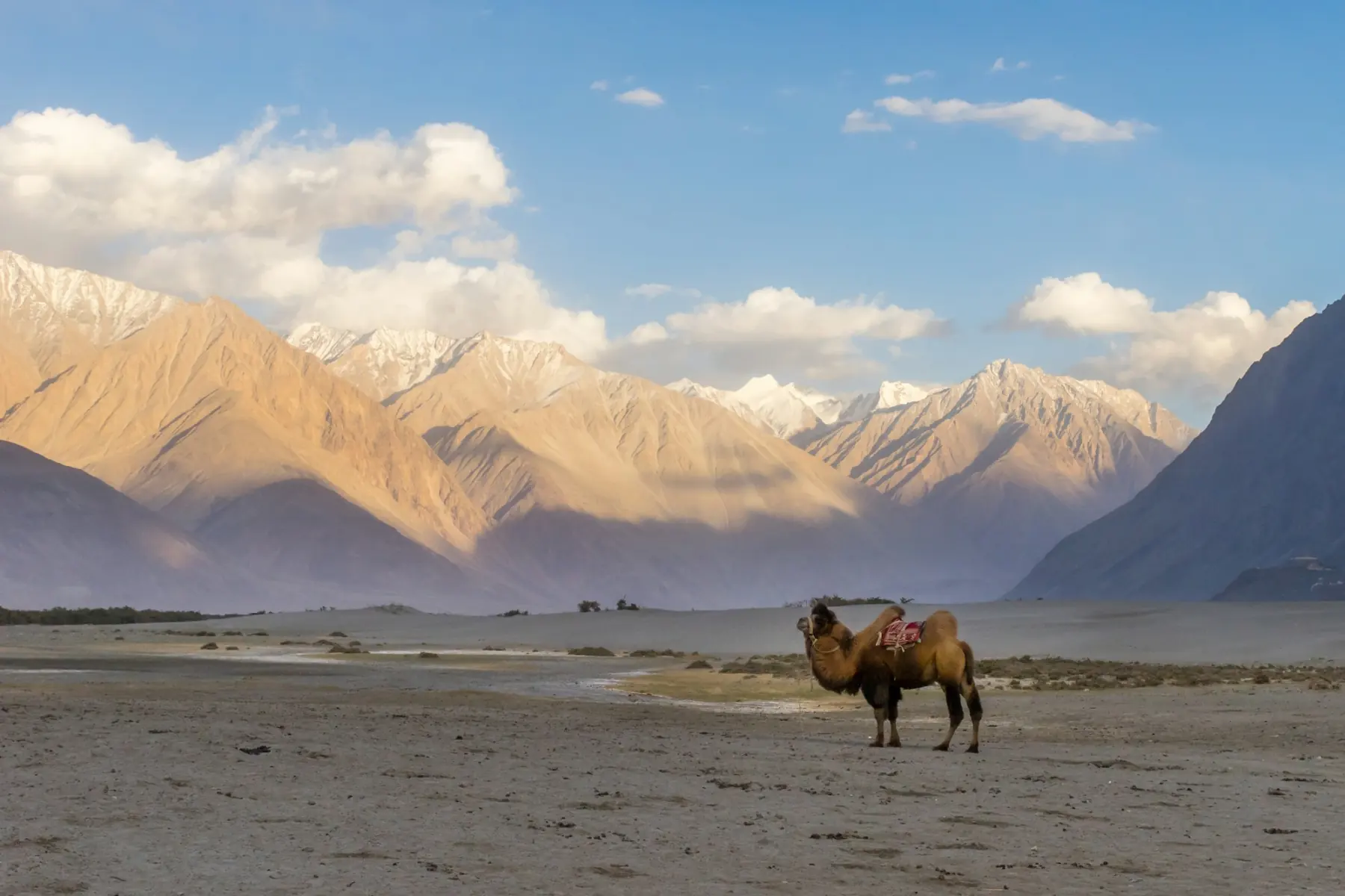 A Bactrian camel in the Nubra Valley