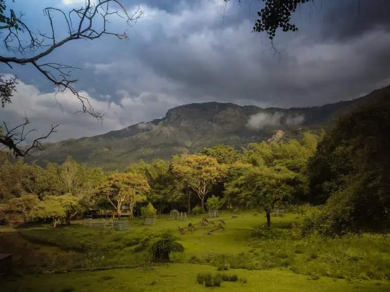 Green slopes of the Nilgiri hills near Ooty